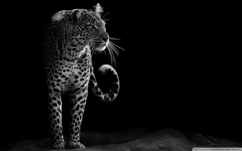 Leopardo preto e branco ❤ para papel de parede HD