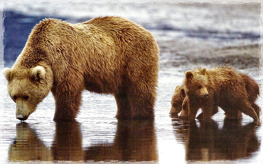 Grizzly Bear Family F1, animal, graphie, écran large, faune, ours, grizzly, oursons, eau Fond d'écran HD