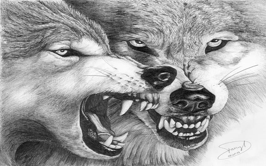 Two angry wolves, dogs, angry, wolves, animals HD wallpaper | Pxfuel
