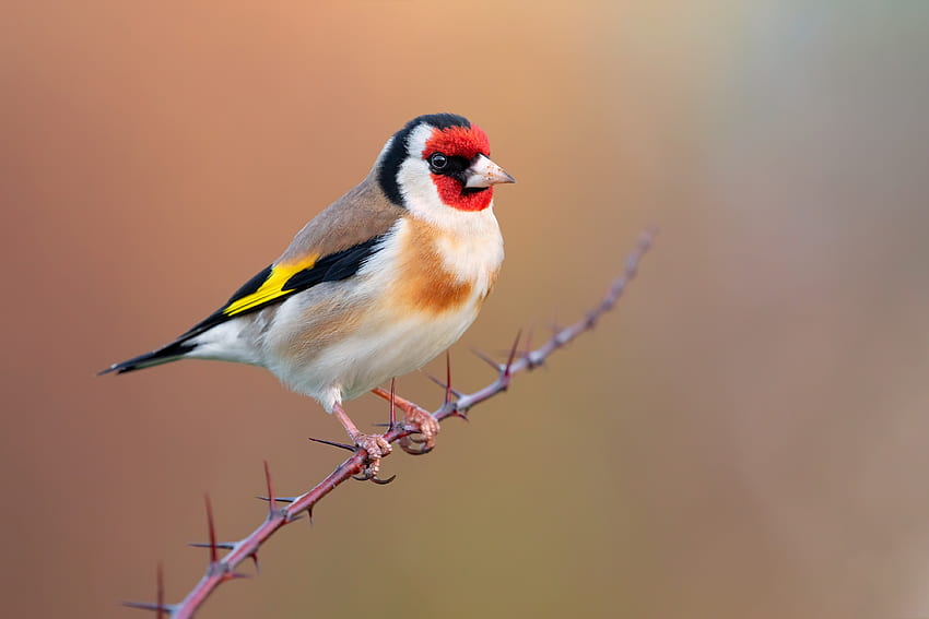 Goldfinch, binatang, burung, pohon Wallpaper HD