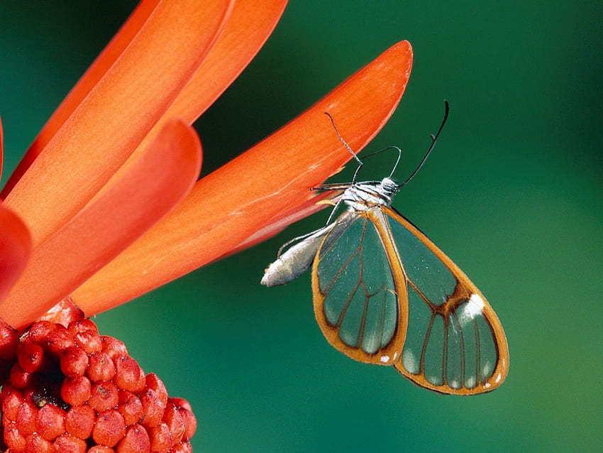 butterfly, wings, delicate, clear HD wallpaper