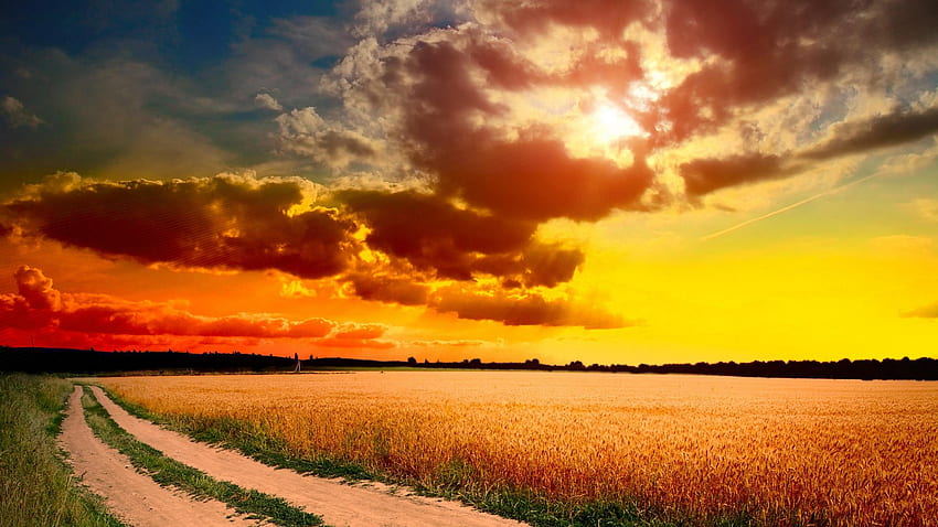 Sunset, colorful, sunlight, colors, peaceful, beauty, country road, road, sun, pathway, path, landscape, beautiful, grass, field, wheat, view, clouds, nature, sky, lovely, splendor HD wallpaper