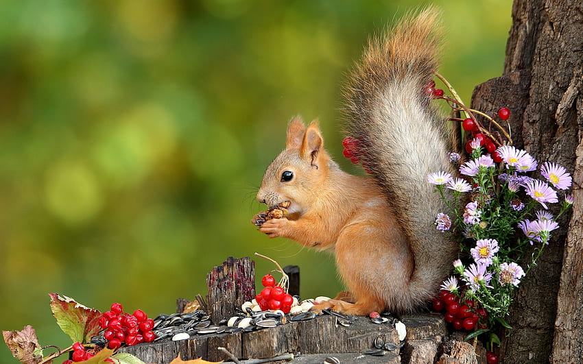 Squirrel, animal, food, rodent HD wallpaper
