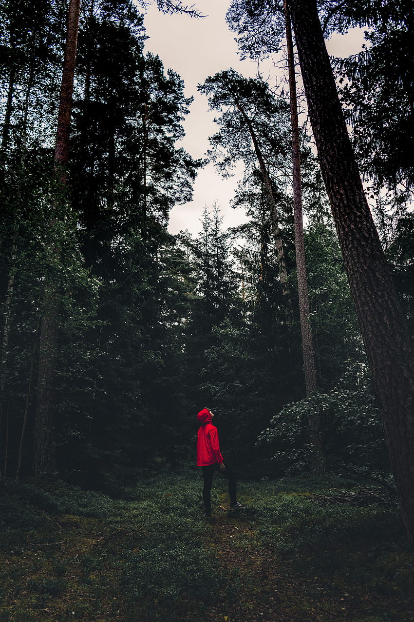 บุคคล ธรรมชาติ ต้นไม้ ความเป็นส่วนตัว ความเงียบสงบ ป่า มนุษย์ ความเหงา สวีเดน วอลล์เปเปอร์โทรศัพท์ HD