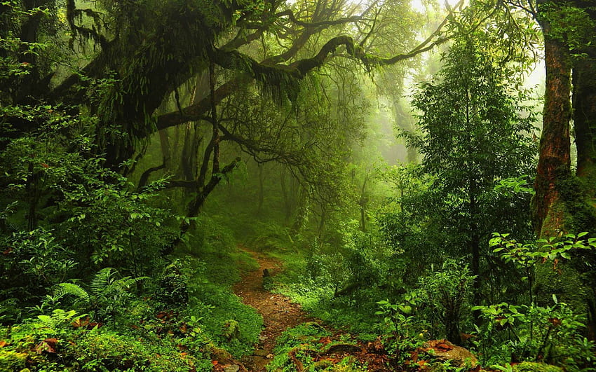 Regenwald, Amazonas-Dschungel HD-Hintergrundbild