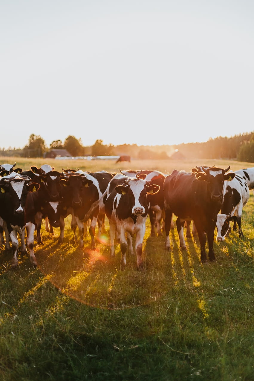 牛、家畜 HD電話の壁紙