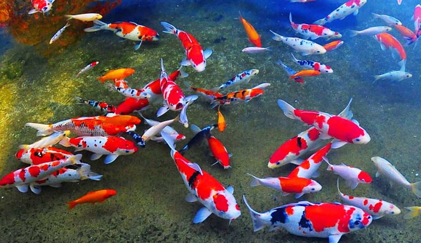3D Ikan Koi Keren Blog Teraktual - Японска риба Koi - - HD тапет