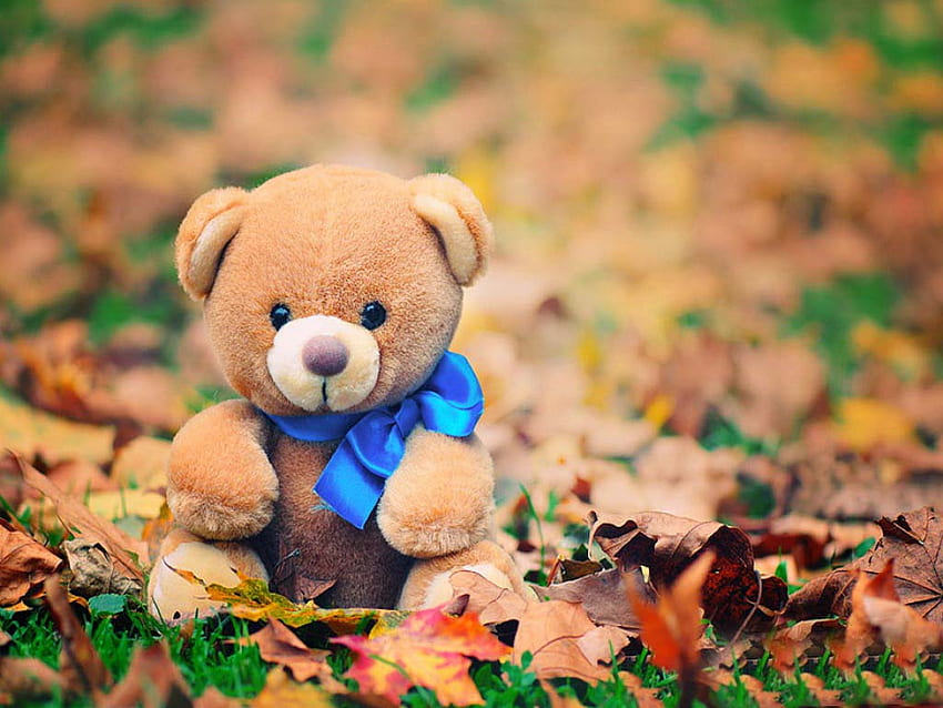 Beruang teddy . Lonely Teddy Bear , Sad Teddy Bear dan Teddy Bear, Beautiful Bear Wallpaper HD