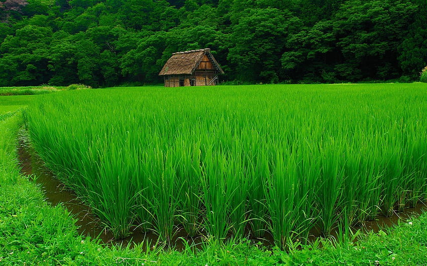 Pole ryżowe, Filipiny. Piękne pola ryżowe Tapeta HD