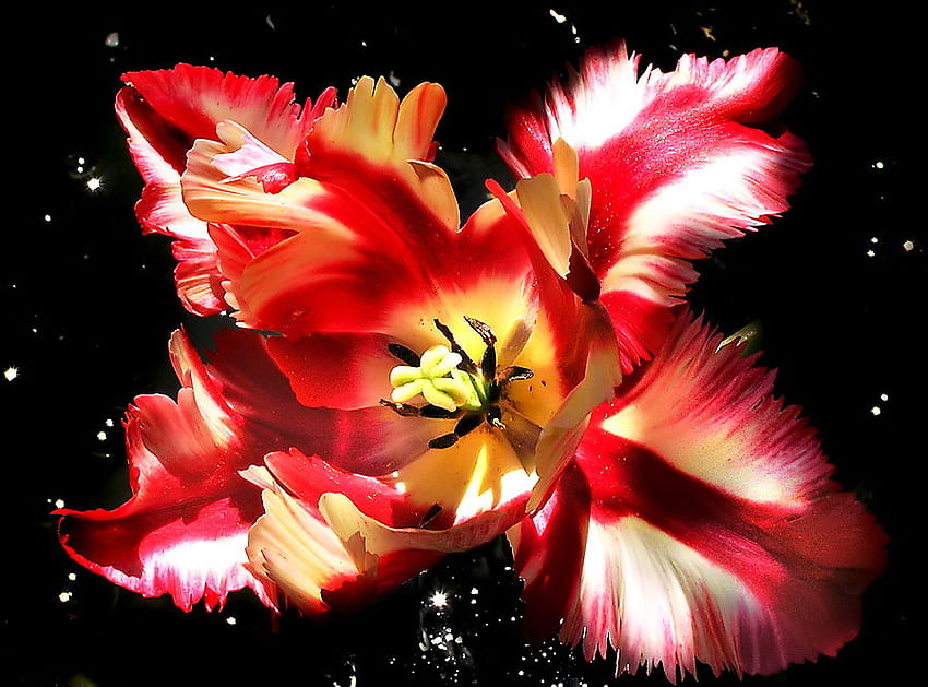 tulip, white, macro, red HD wallpaper