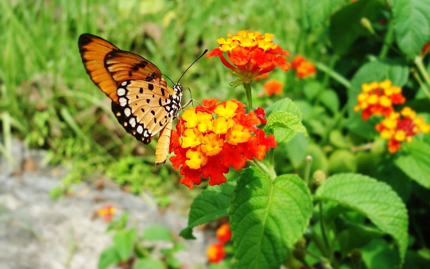 Flowers, Leaves, Macro, Bright, Butterfly, Fly, To Fly HD wallpaper