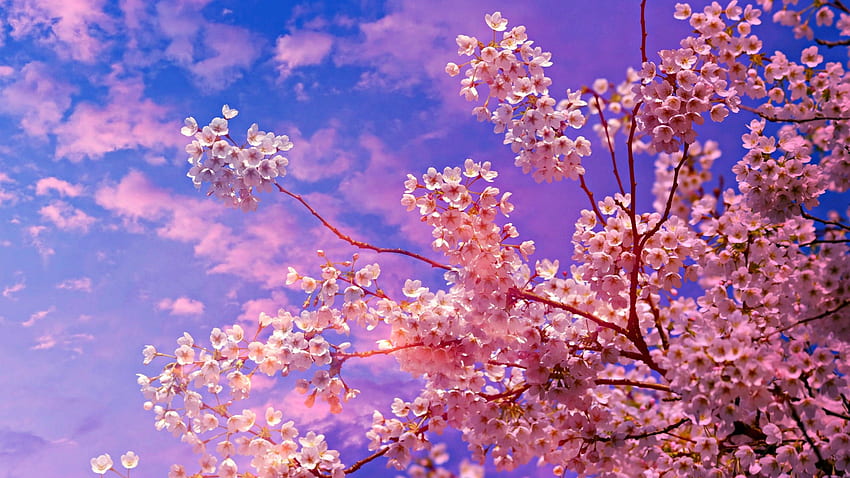 벚꽃 나무 1440P 해상도, 어두운 벚꽃 HD 월페이퍼