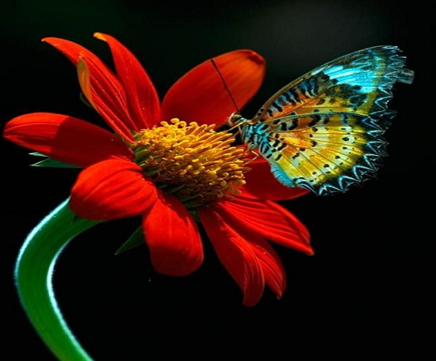 Competing beauties, wings, stem, beautiful, butterfly, vivid, petals, flower, red, bold, striking HD wallpaper