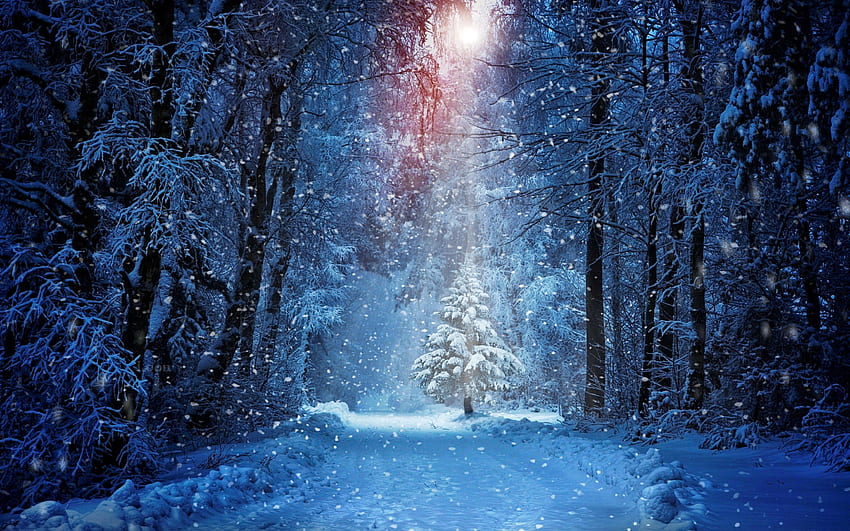 Karlı yol, kış, don, yol, soğuk, güzel, yürüyüş, kar, ağaçlar, yol, orman, buz HD duvar kağıdı