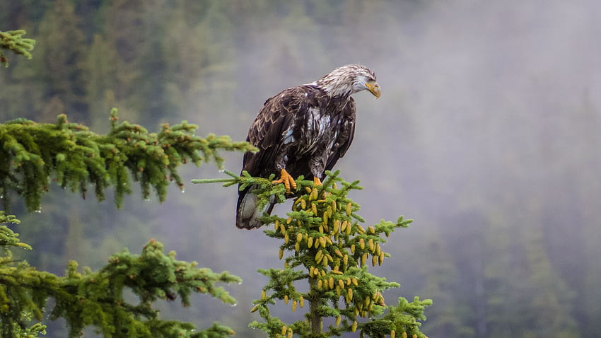 Magnificent Bald Eagle Hd Wallpaper Pxfuel