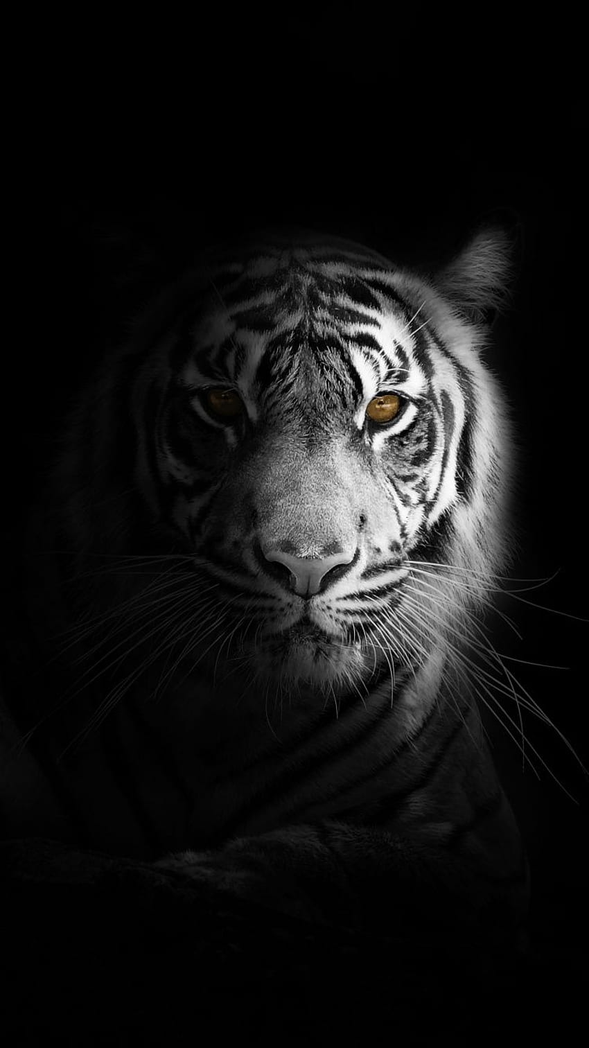 Portret, minimalny, biały tygrys, ciemny Tapeta na telefon HD