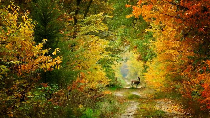 Forest- deer in Autumn, padurea, frumoas, toamna, caprioara HD wallpaper