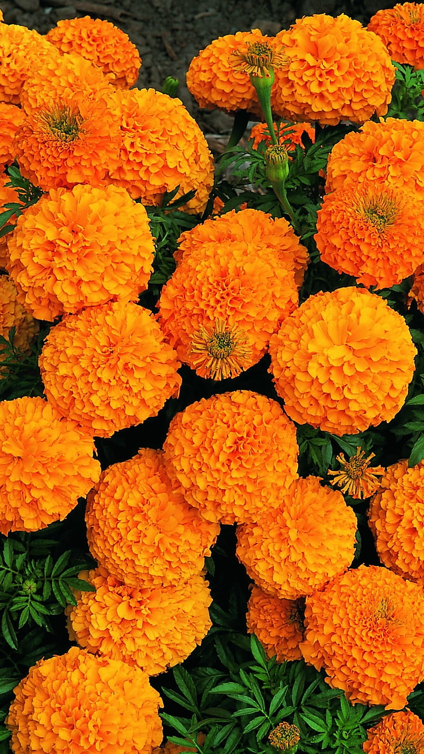 caléndula, naranja, flores fondo de pantalla del teléfono