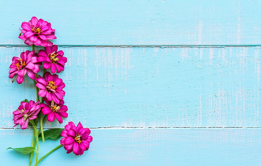 flores, fundo, madeira, azul, flores, roxo para, seção цветы papel de parede HD