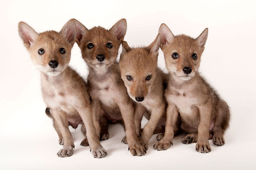 Süße Füchse, Tier, Baby, Vulpe, süß, Joel Sartore, Fuchs HD-Hintergrundbild