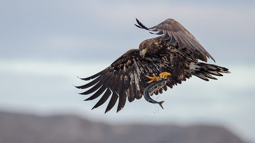 October 1, 2017 Page 4: Flying Raptor Wings Fish Fishing Eagle, Biker and Eagle HD wallpaper