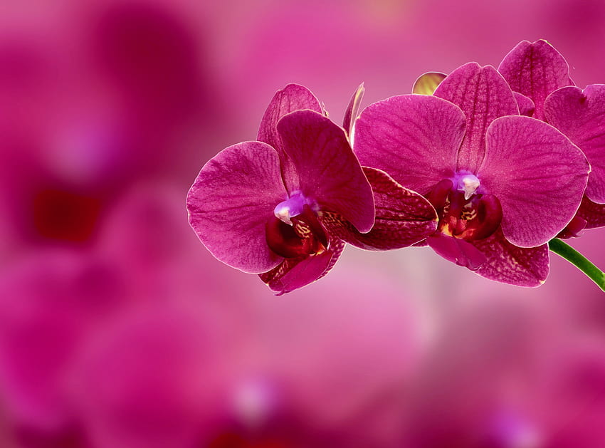 Венчелистчета, Цветя, Розово, Цвете, Орхидея HD тапет