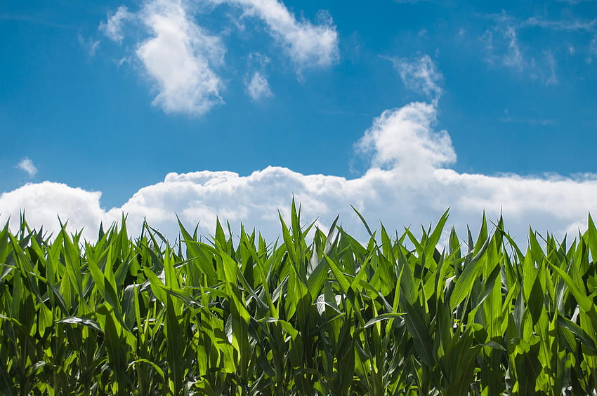Corn Field :, Cornfield HD wallpaper