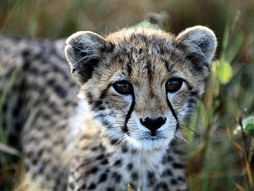 Baby Cheetah Wallpapers  Top Free Baby Cheetah Backgrounds   WallpaperAccess