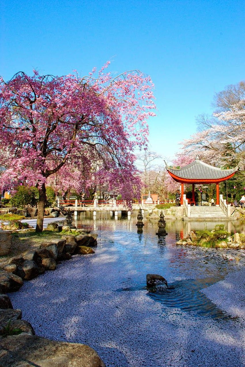 La mia rosa: giardino giapponese in fiore di ciliegio, lago ciliegio Sfondo del telefono HD