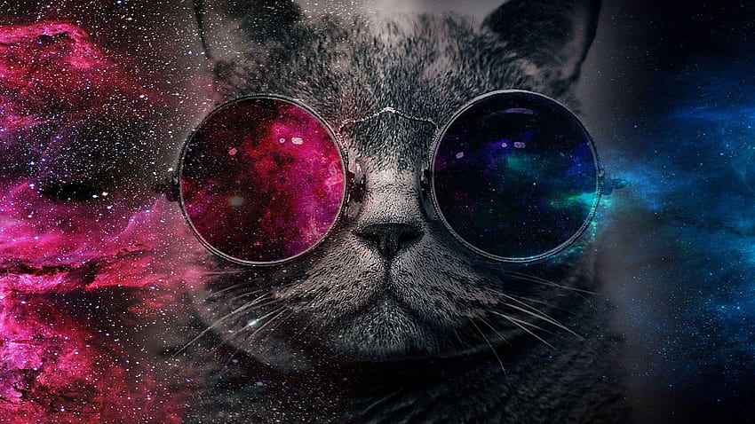 Gatto con gli occhiali, laptop Galaxy Cat Sfondo HD
