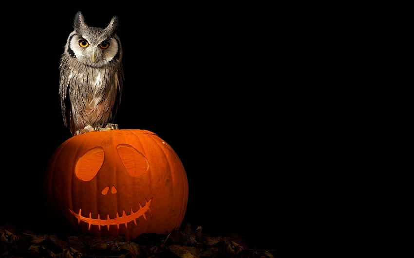 Owl on pumpkin, animal, halloween, black, pumpkin, fruit, owl HD wallpaper