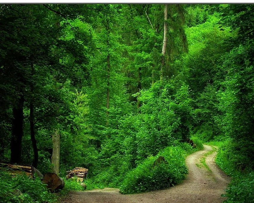 : 緑の森、歩道、木々 高画質の壁紙