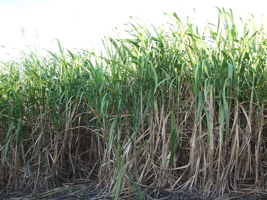 Sugarcane forage, whole plant HD wallpaper