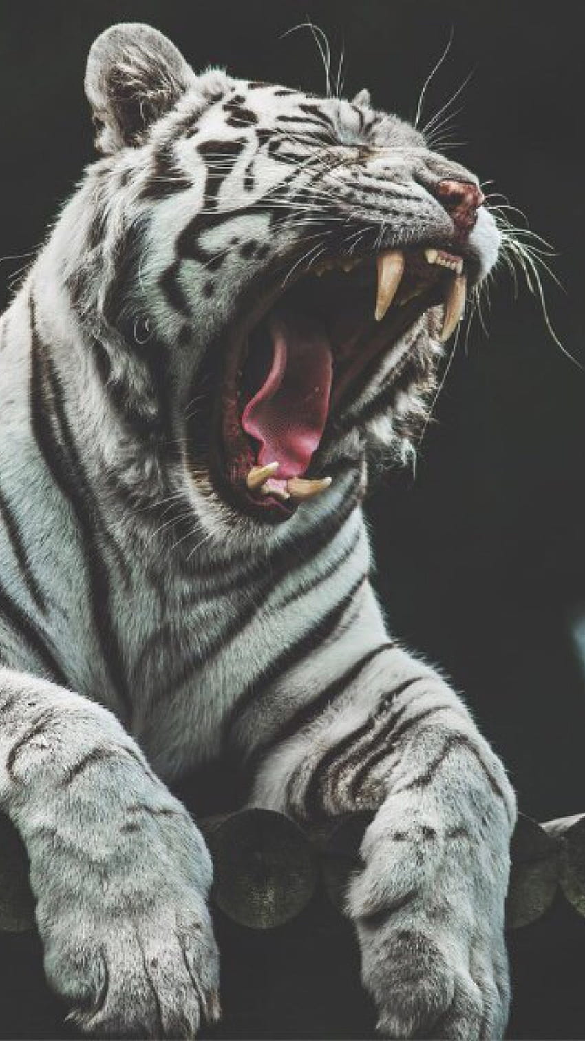 Черно-бял тигър, рев, тигър HD тапет за телефон