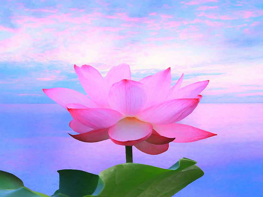 Lotus Flowers Paintings, Zen Lotus Flower Pink HD wallpaper