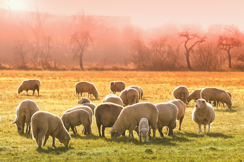 Sheep, herd, grazing, animals HD wallpaper