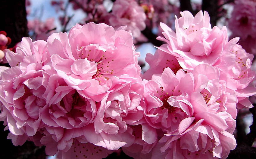 Flowers, Pink, Macro, Bloom, Flowering, Fruit, Spring, Fetus HD wallpaper