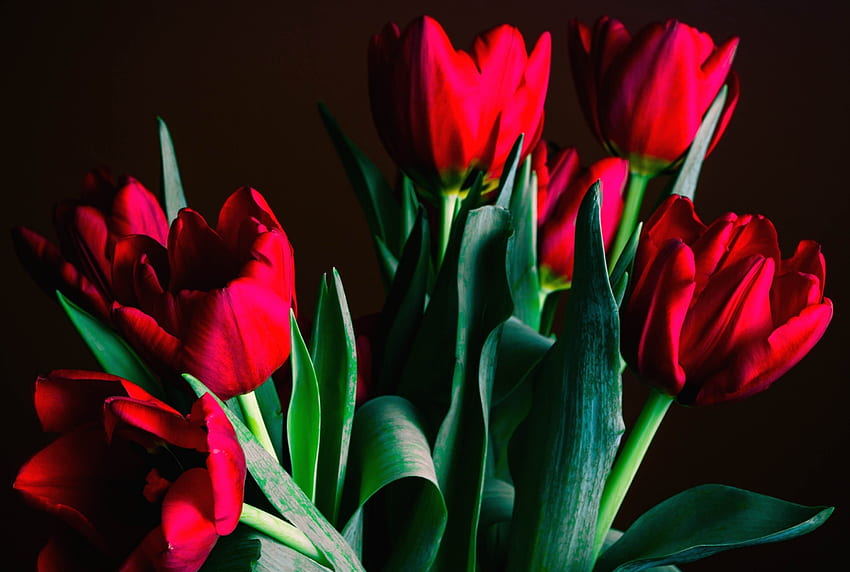 *** 빨간 튤립 ***, 꽃, 빨강, 자연, 꽃, 튤립, 봄 HD 월페이퍼