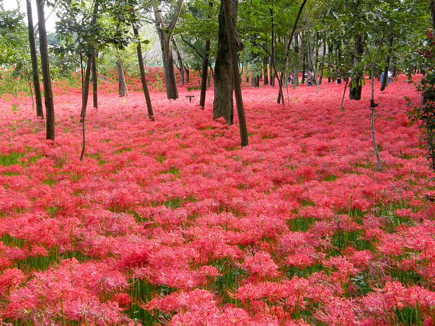 Lily carpet, carpet, red lillies, trees, flowers, forest HD wallpaper