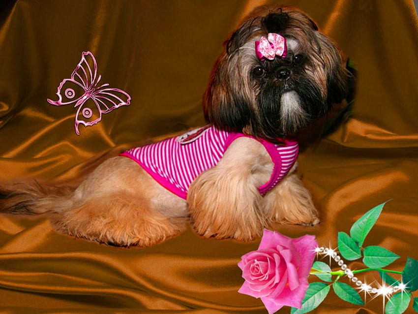 Кученце с корсаж, куче, сладко, сладко, роза, кученце, пеперуда, корсаж, перли, очарователни HD тапет