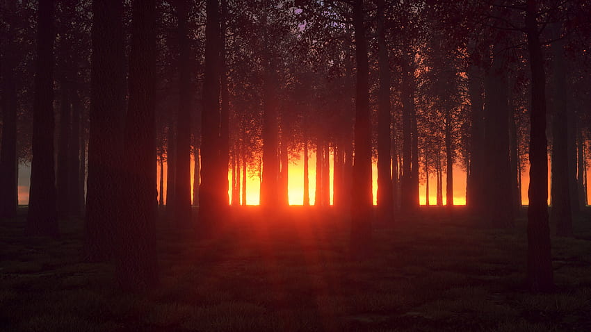 ต้นไม้ ส่องแสง มืด สว่าง ป่า เรืองแสง วอลล์เปเปอร์ HD