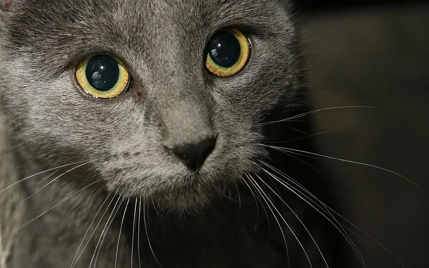 Cute gray cats HD wallpapers | Pxfuel