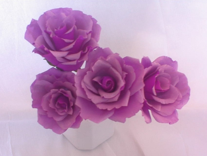 Purple roses, flowers, roses HD wallpaper