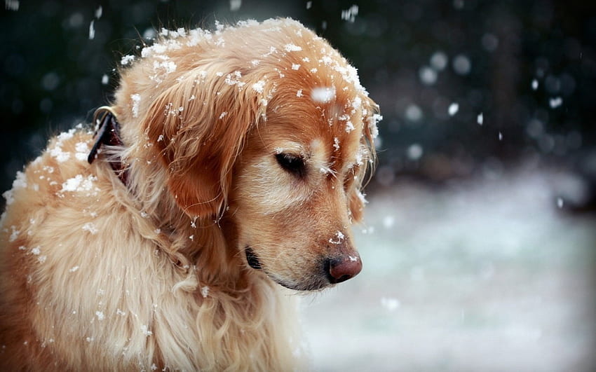 Зимно кученце, зима, животно, куче, кученце, сняг HD тапет