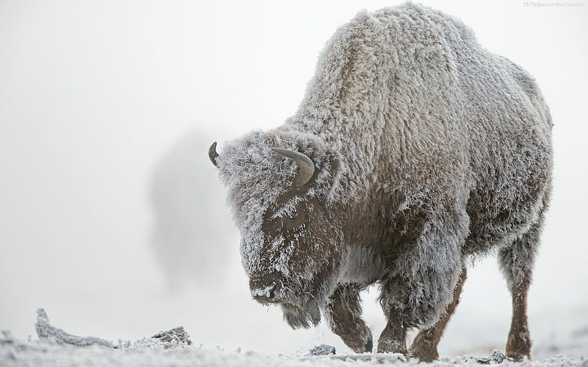 Bison, Yellowstone Winter HD wallpaper