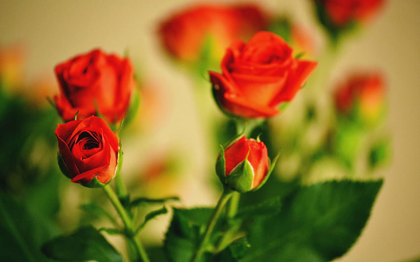 Flowers, Roses, Blur, Smooth, Close-Up, Bouquet HD wallpaper