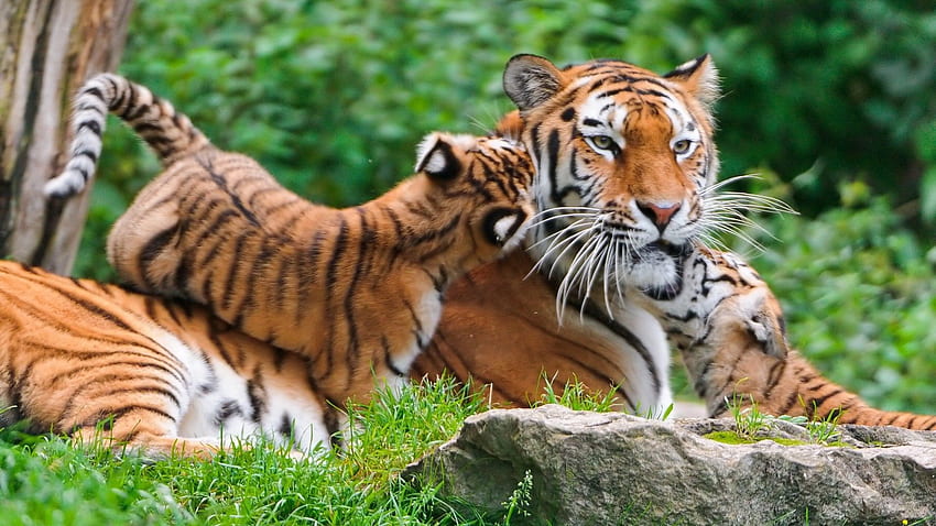 Tiger Family – Nature Animal : Browse and the latest high definition Animal ! Check out now our collection, and choose the HD wallpaper