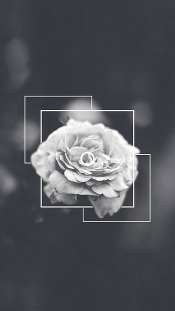tumblr wallpapers black and white flowers