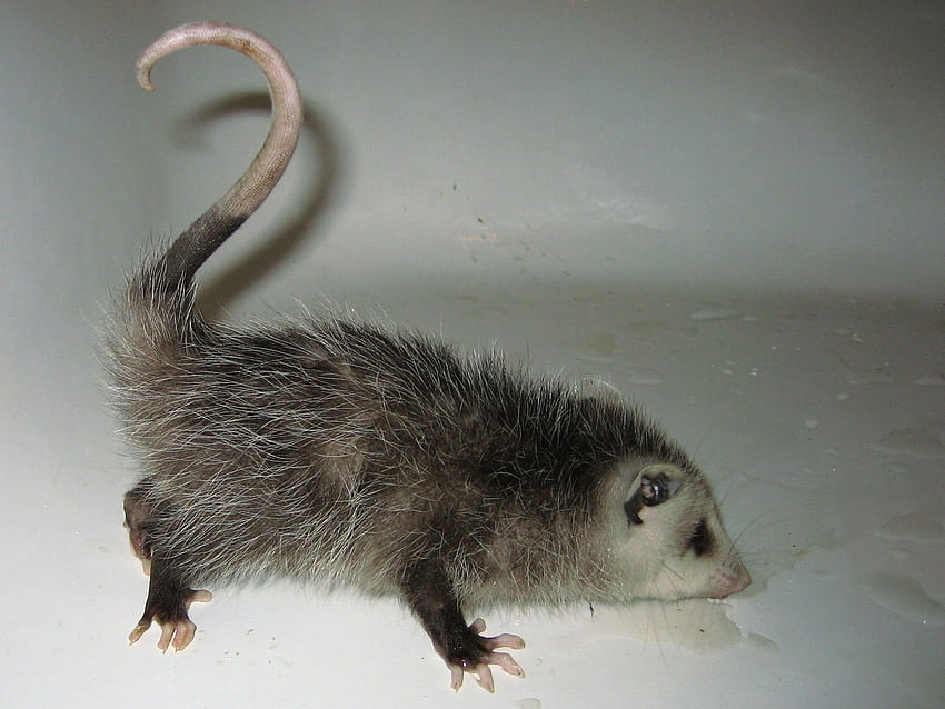 Cute Baby Opossum - Possum graphs & Oppossum HD wallpaper