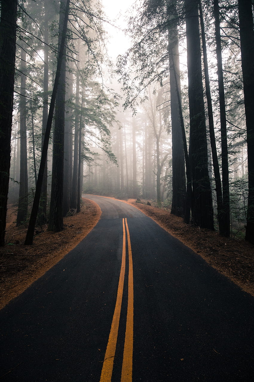 Natura, alberi, autunno, strada, svolta, marcatura, foresta, nebbia Sfondo del telefono HD